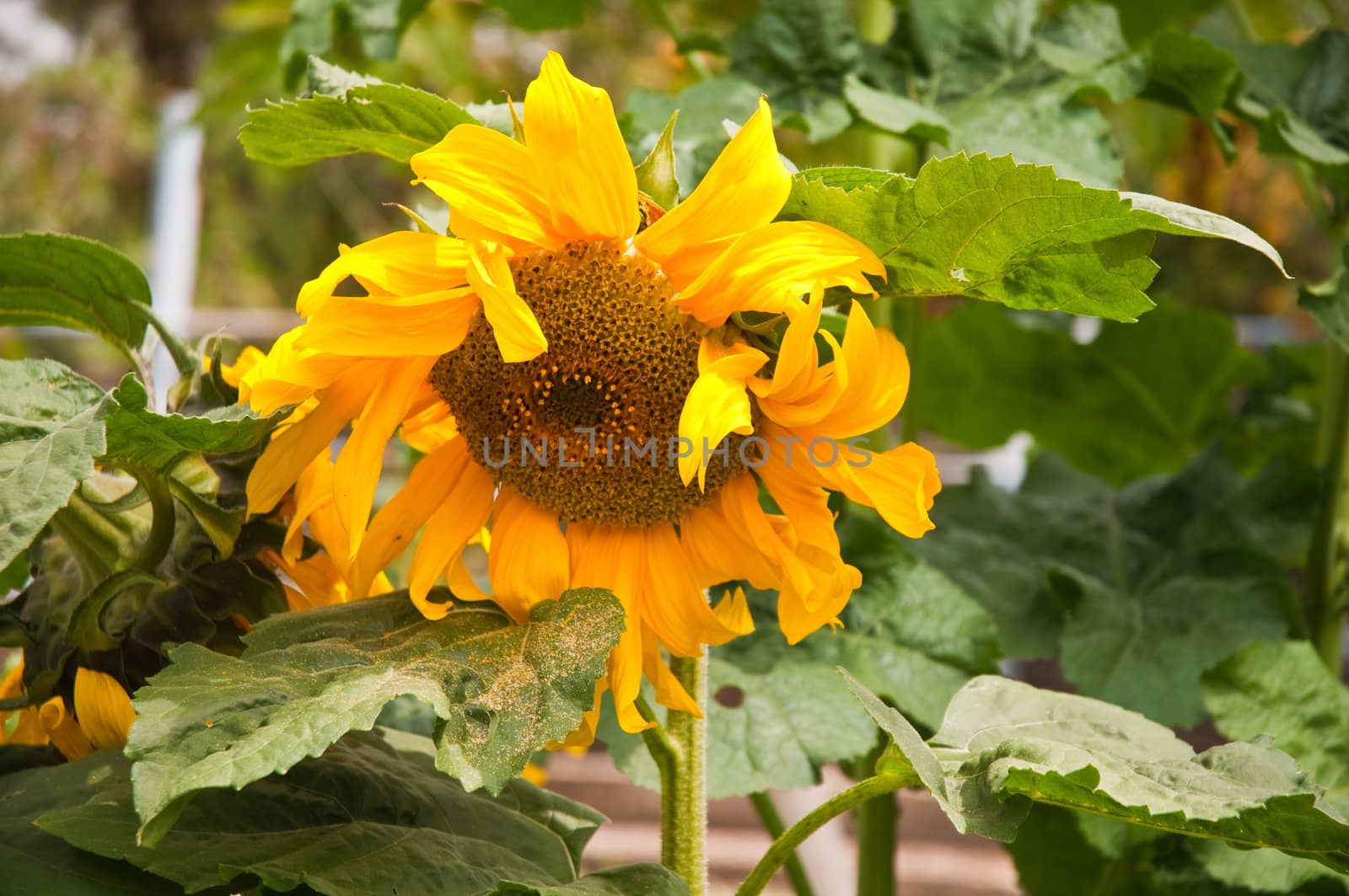 Beautiful sunflower with green leaves .