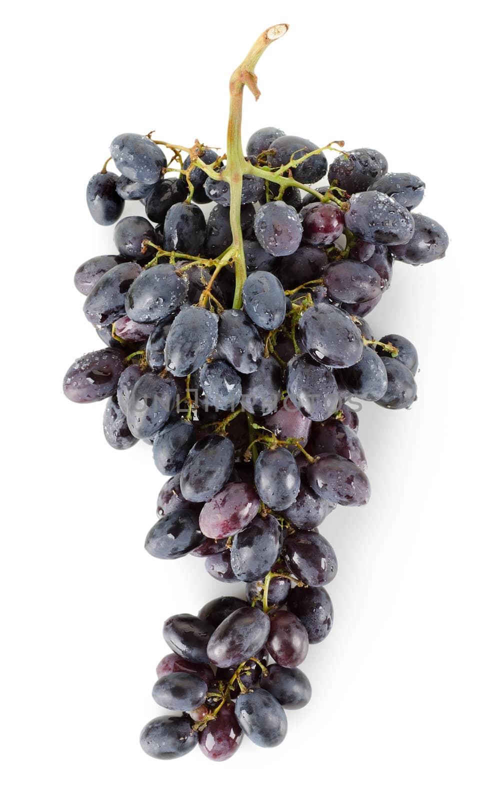 Dark blue grapes isolated on a white background