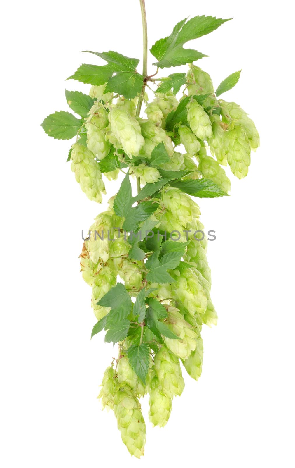 Cluster of hops with leafs isolated on white background