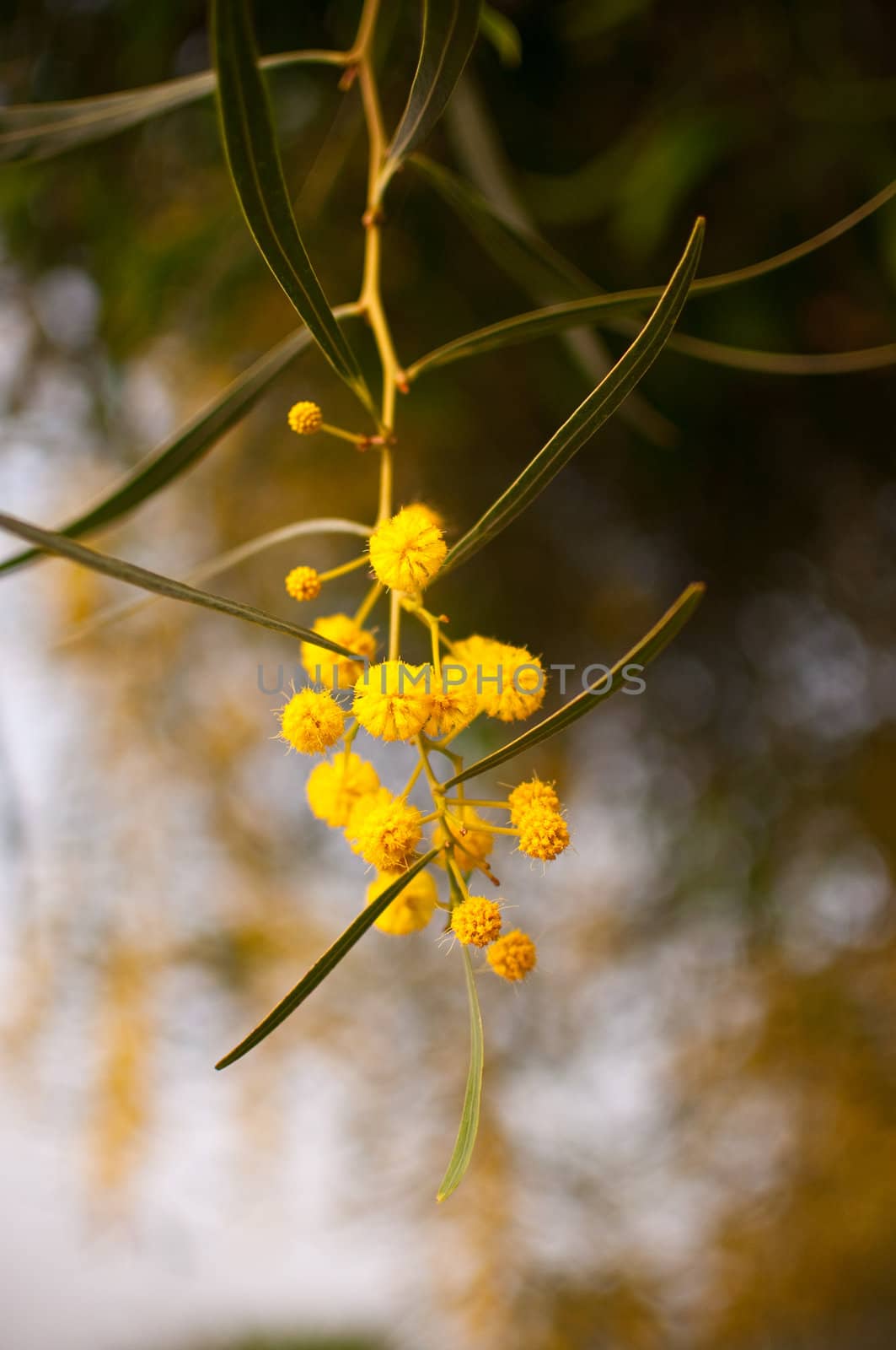 Twig with fluffy blooming mimosa flowers in spring.