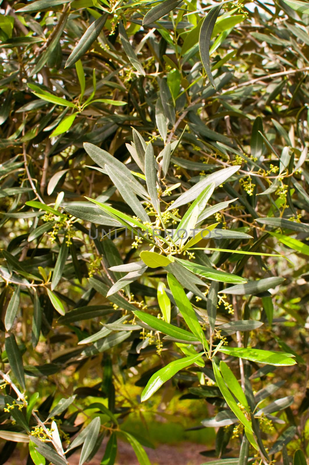 Flowering branch of an olive tree.