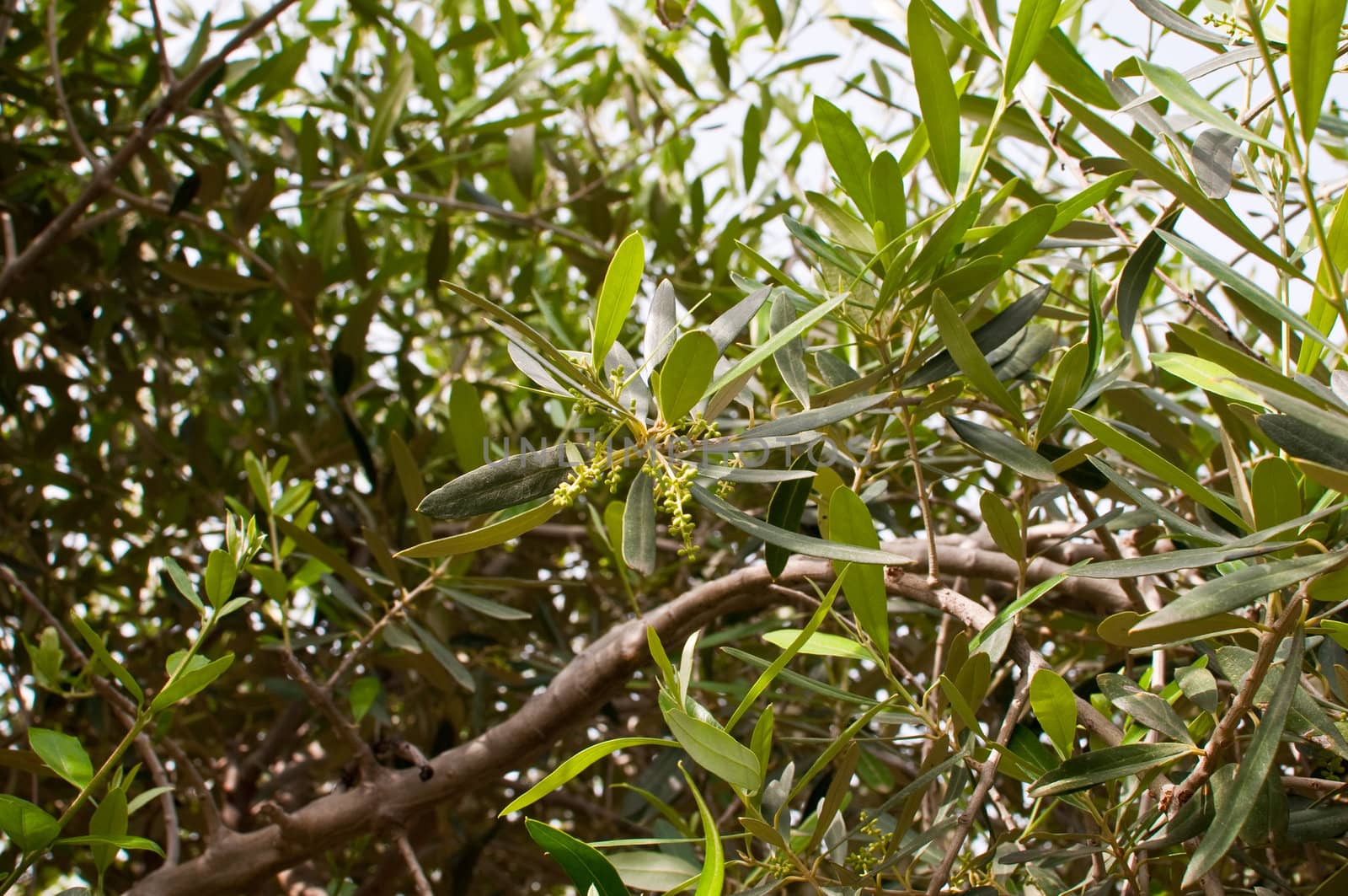Olive tree blossom . by LarisaP