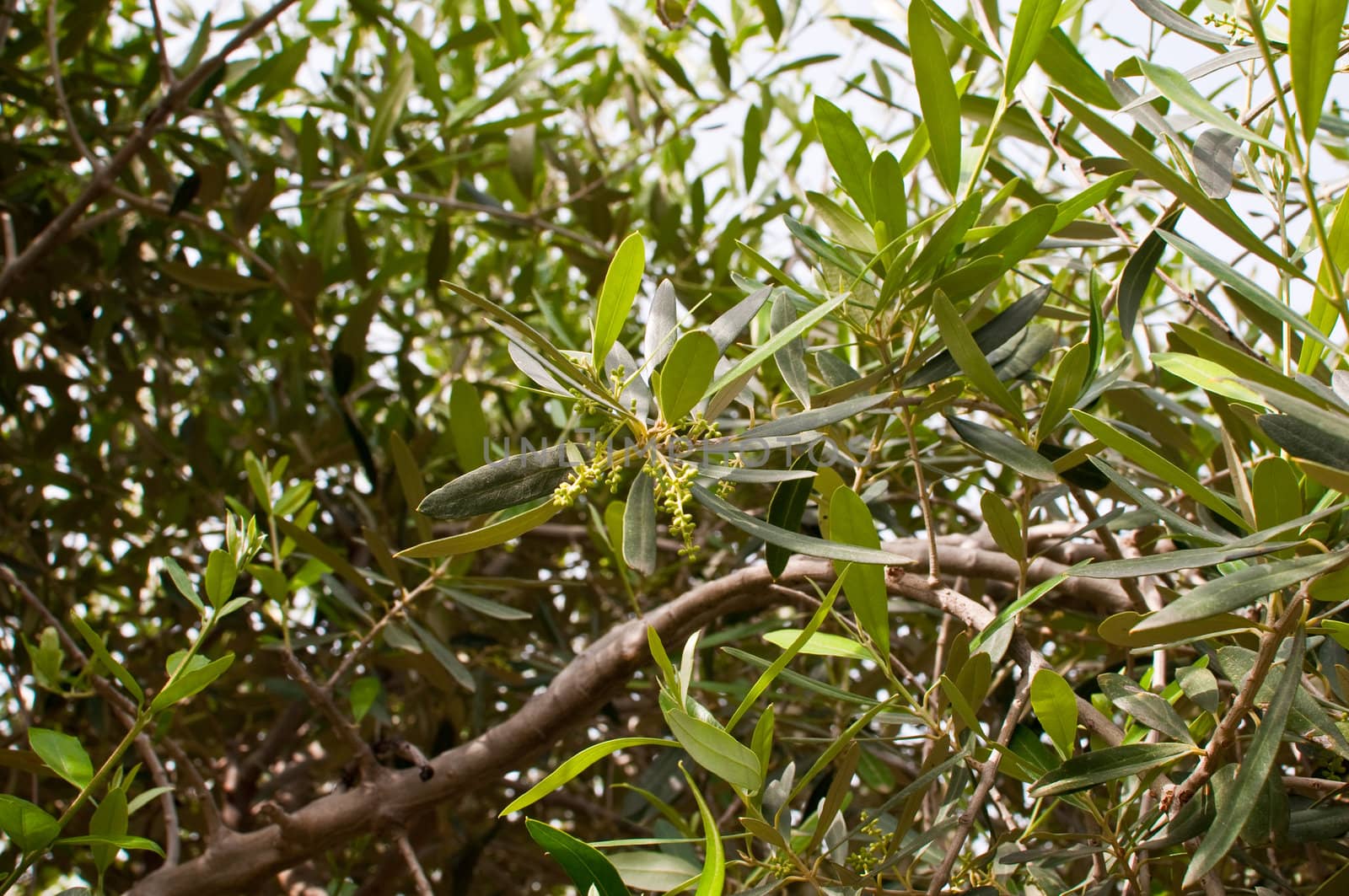 Flowering branch of an olive tree.