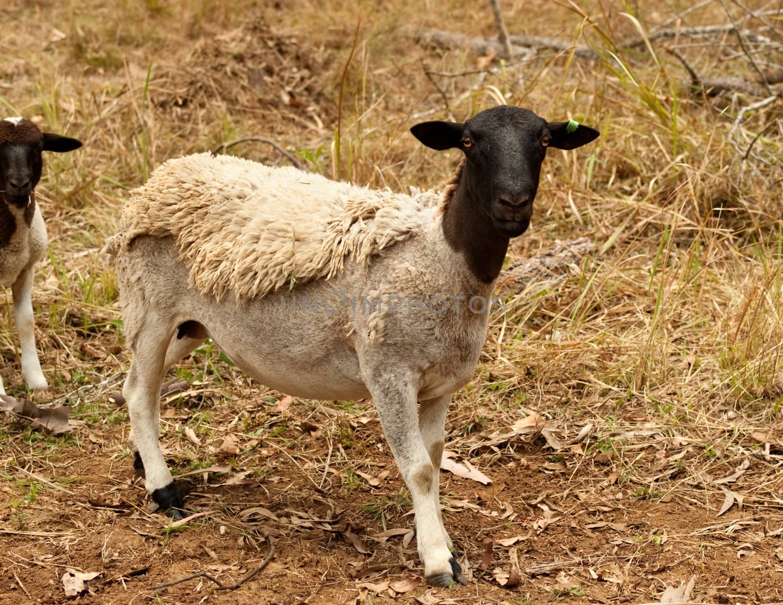 Black head dorper sheep live animal by sherj