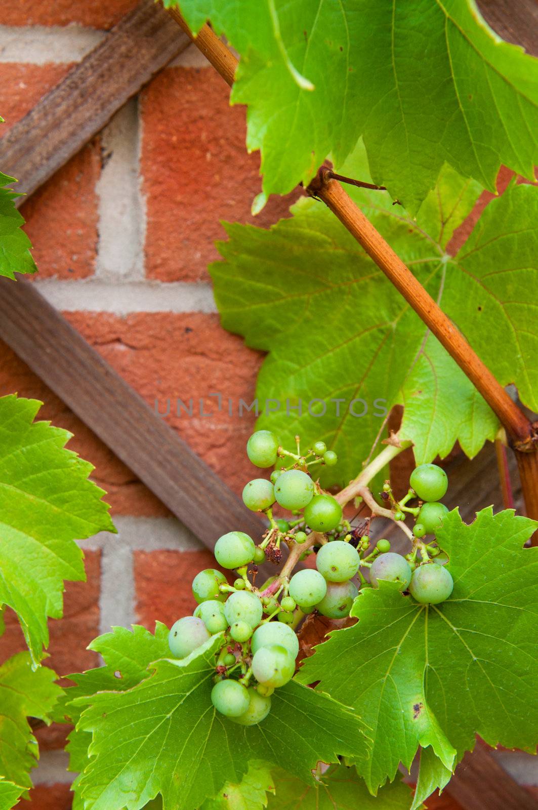 Biological grapes by luissantos84