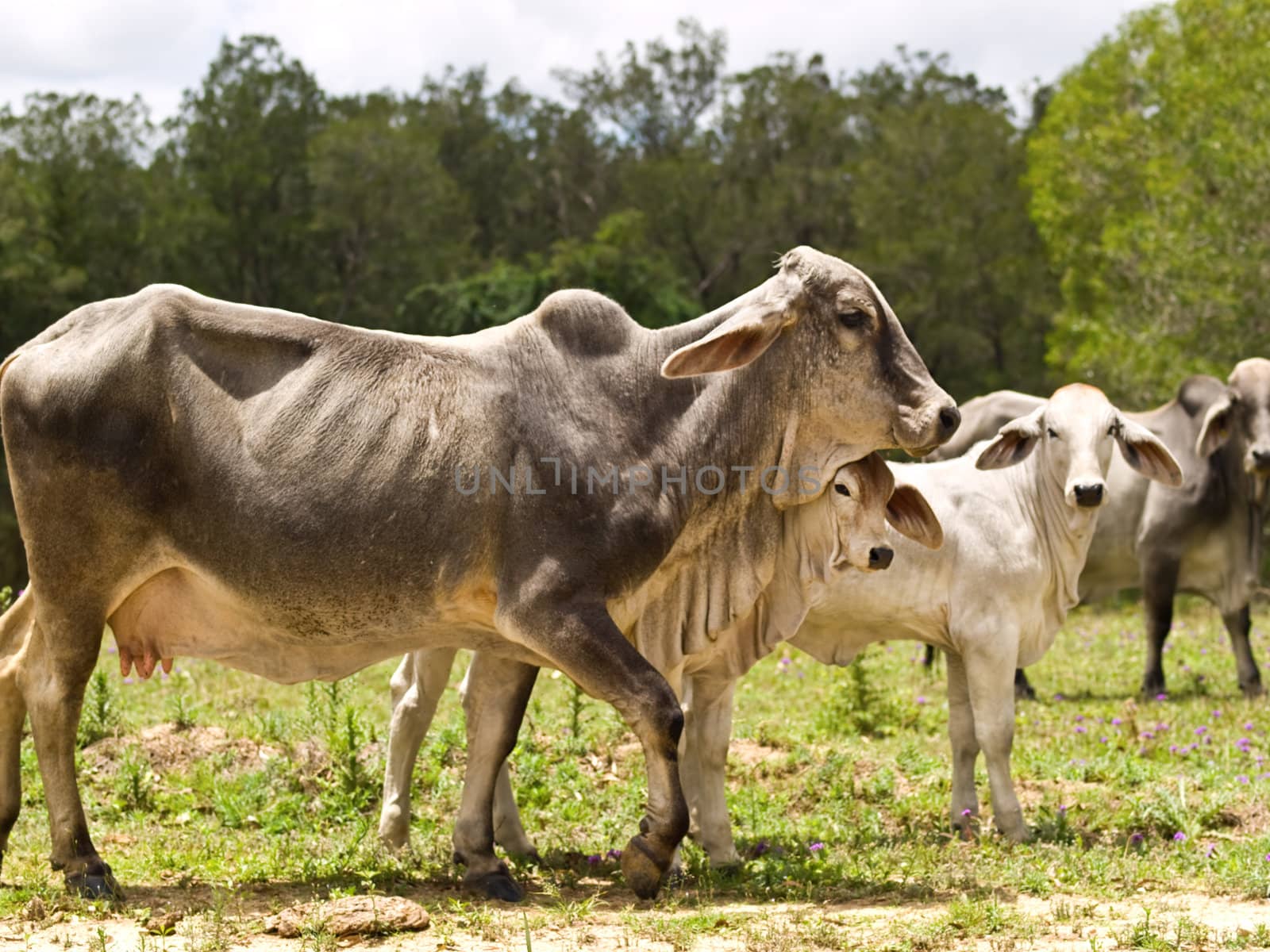 Brahman zebu cattle family cow calf heifer bull live animals in australian agriculture  rural scene