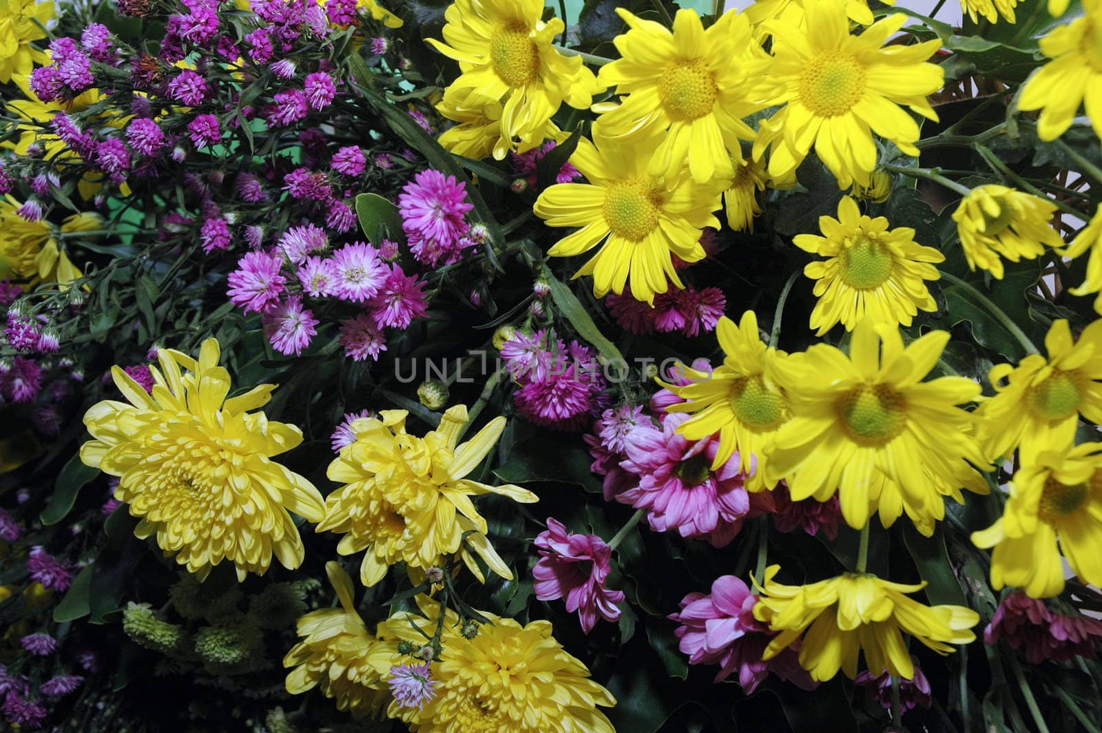 series of colorful fresh flowers  by antonihalim