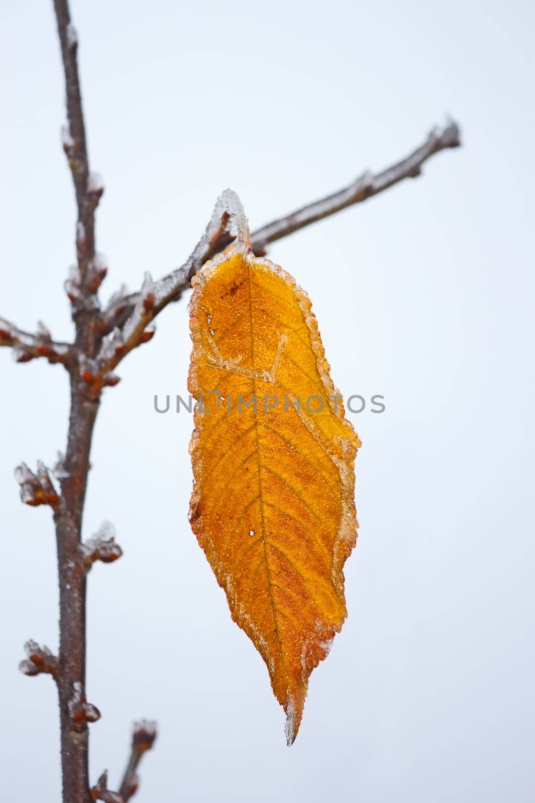 Lonely yellow cherry leaf with rime by qiiip