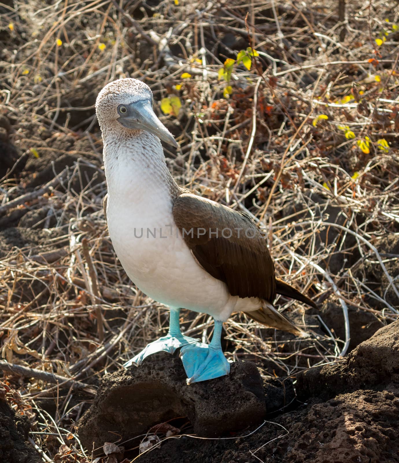 Blue footed booby is seabird famous for living on Galapagos Islands National Park in Ecuador