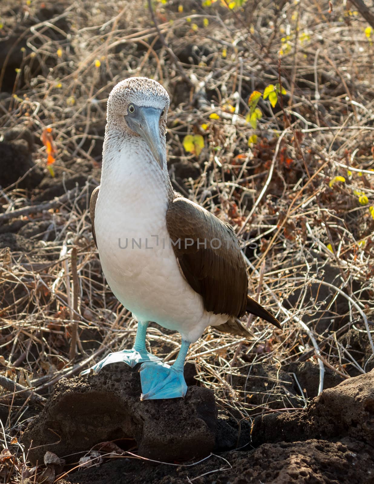 Blue footed booby is seabird famous for living on Galapagos Islands National Park in Ecuador