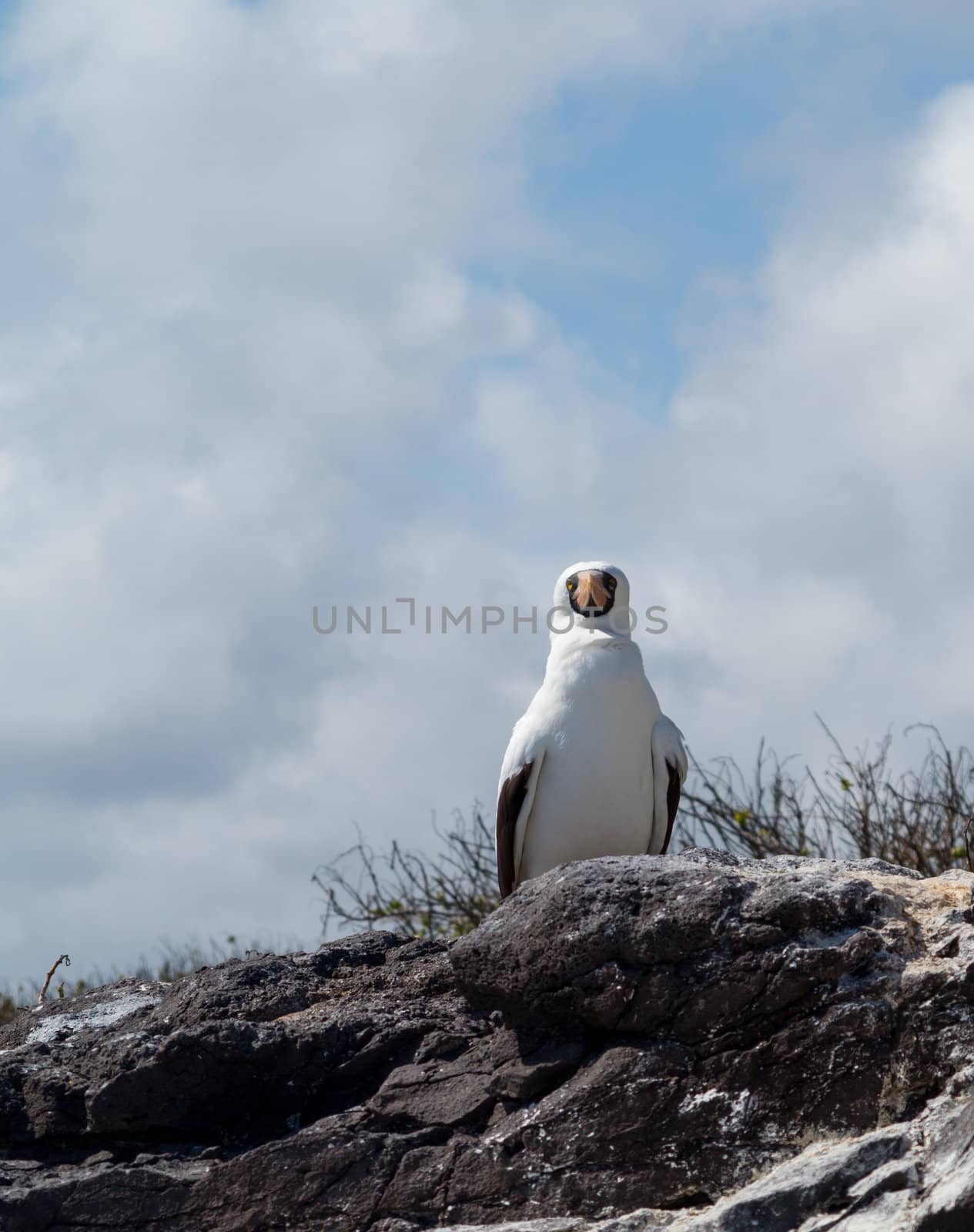 Nazca booby is seabird famous for living on Galapagos Islands National Park in Ecuador