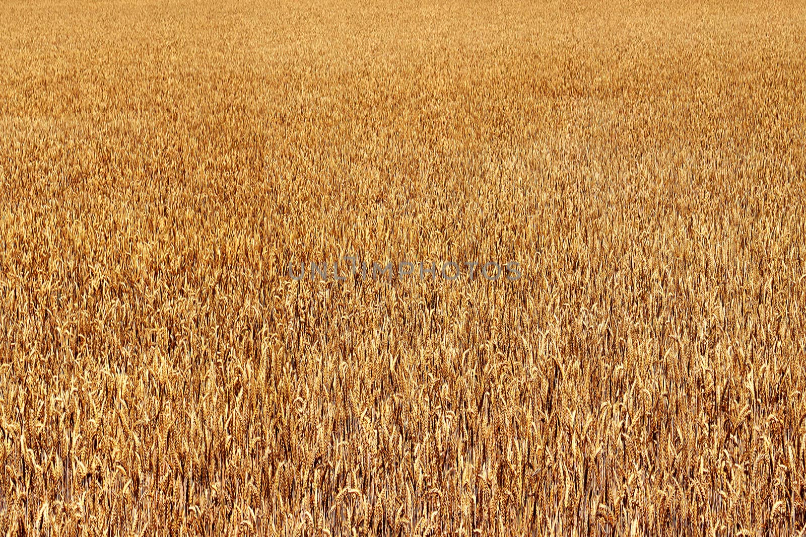 wheat field by 26amandine