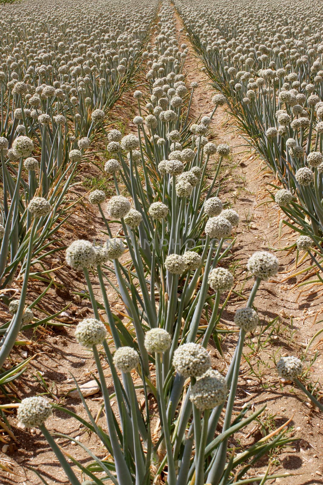 onion field by 26amandine