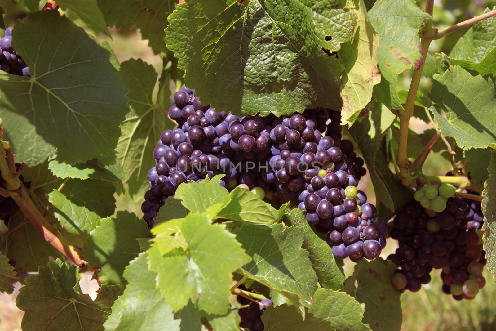 bunches of grapes on vines in a vineyard before harvest