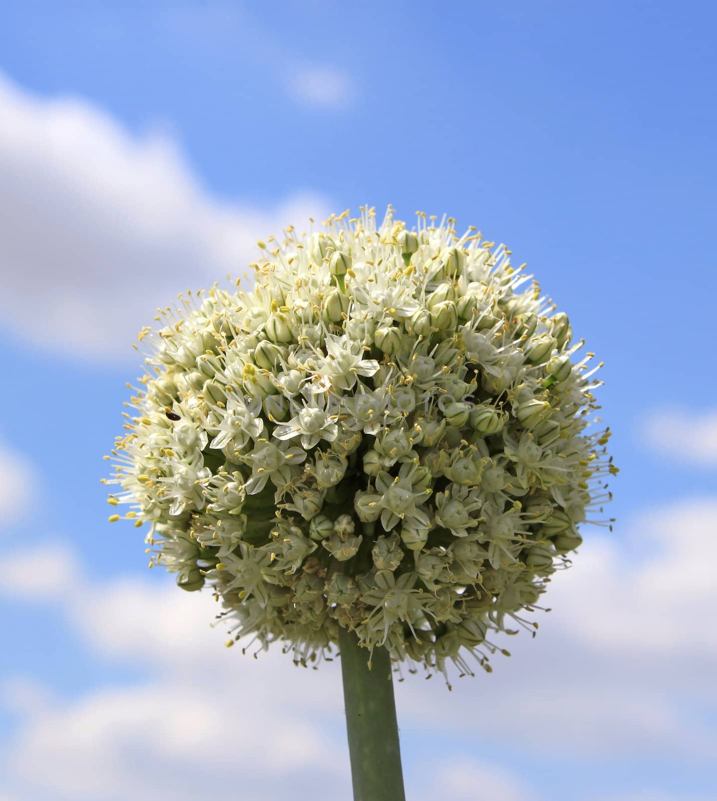 an onion flower close-up of a blue sky background