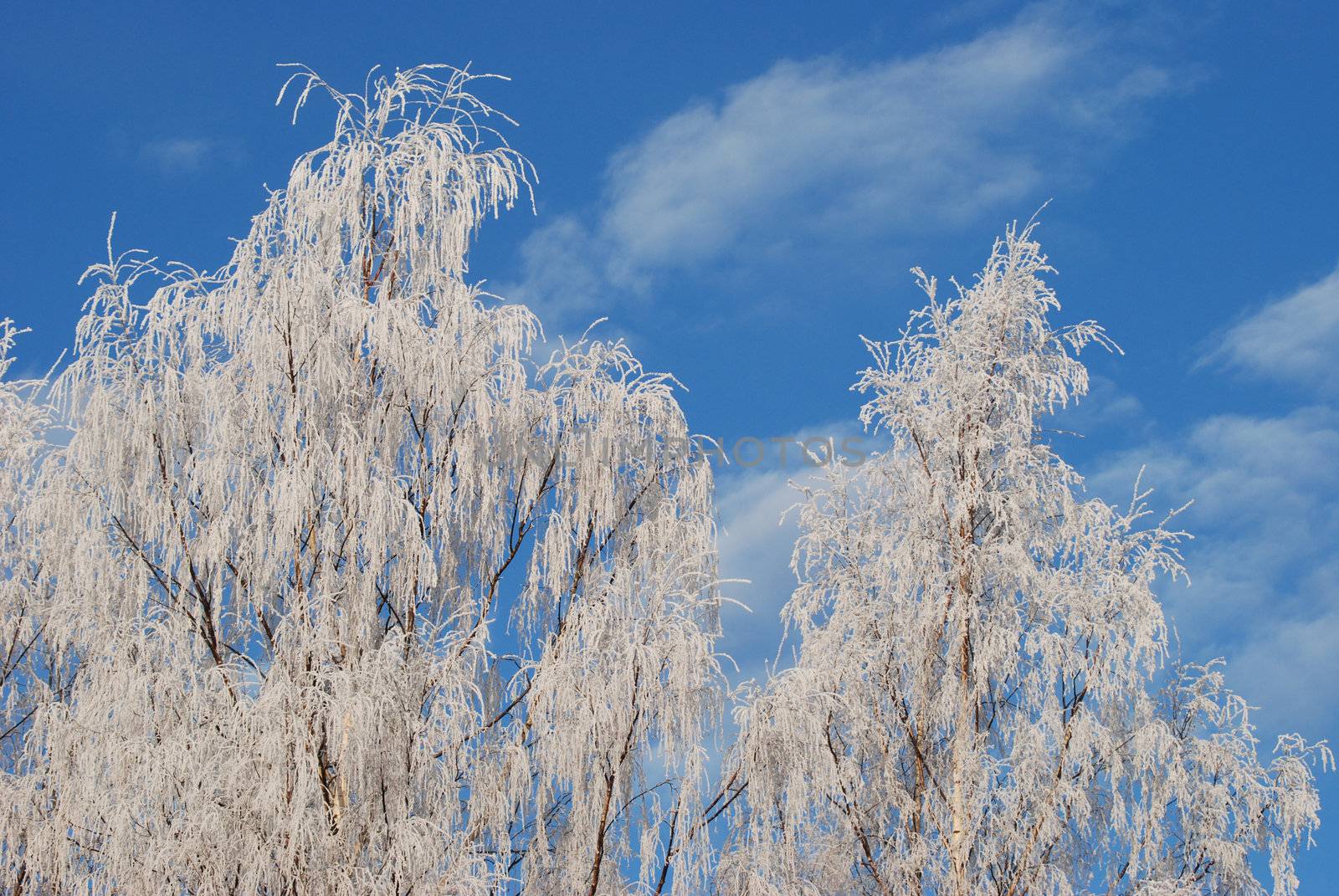 Tree branches covered with frost by ljusnan69