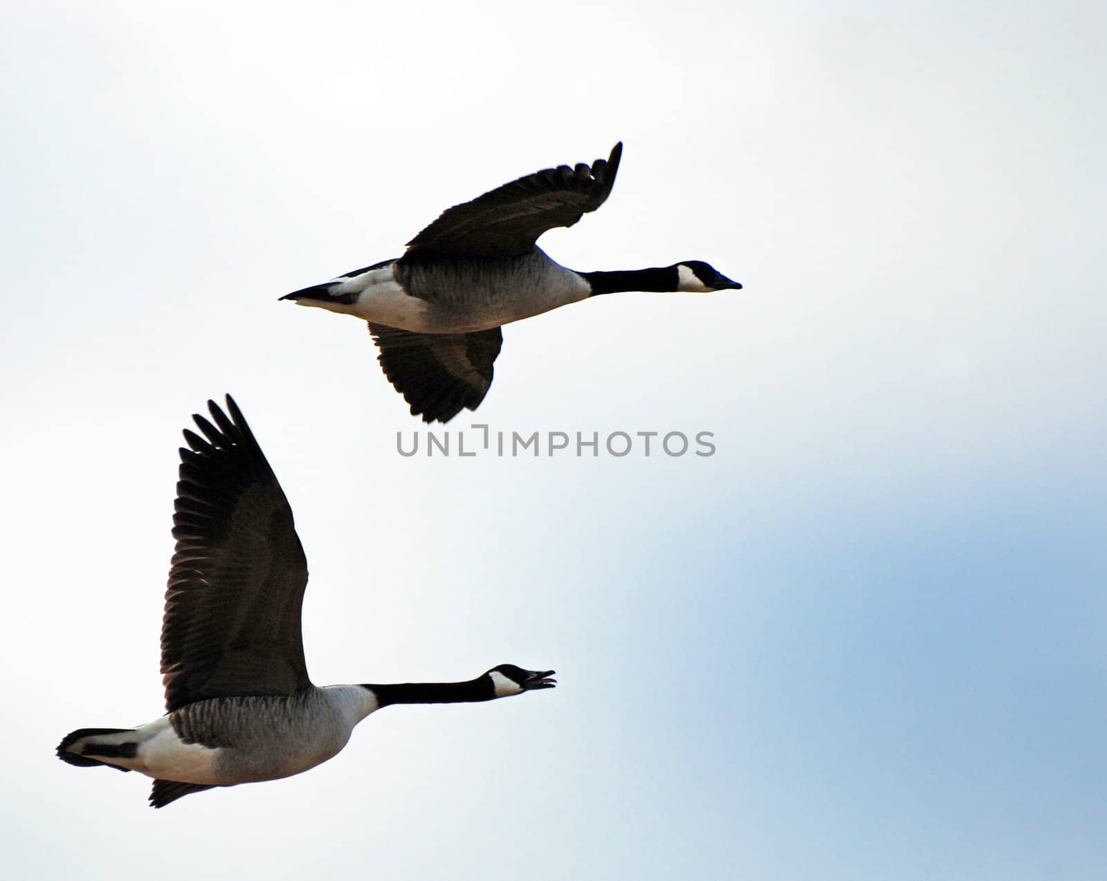 Canada geese are flying together in a pod