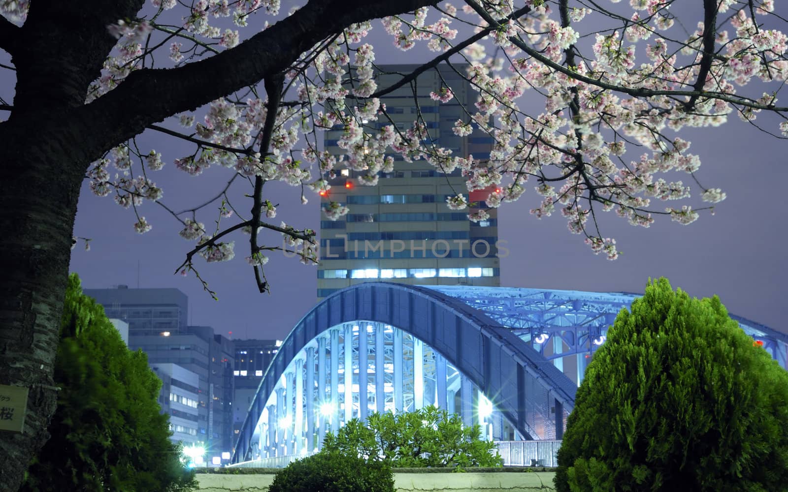 night city scenery with blossom cherry branch over metallic Eitai bridge in Tokyo Metropolis; focus on tree branches