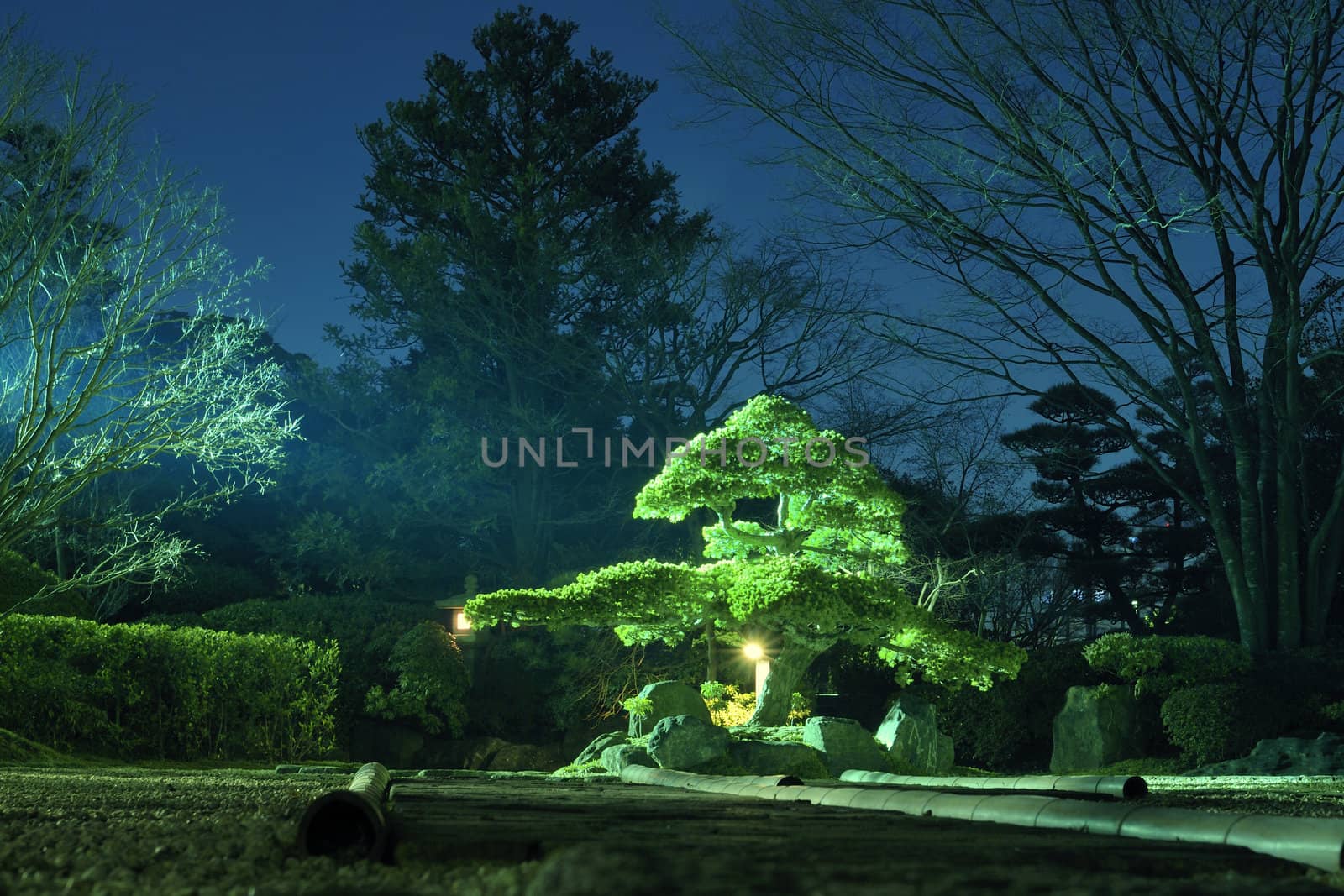 pine tree inside Japanese zen garden with scenic night illumination