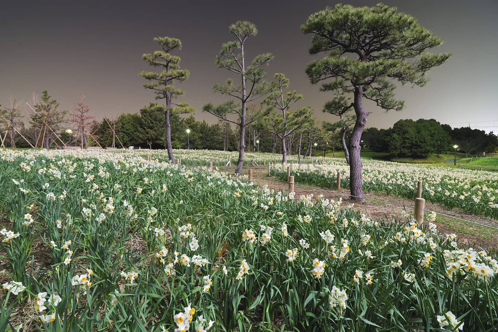 night field of narcissus flowers near pine tree alley in Japanese park; focus on foreground
