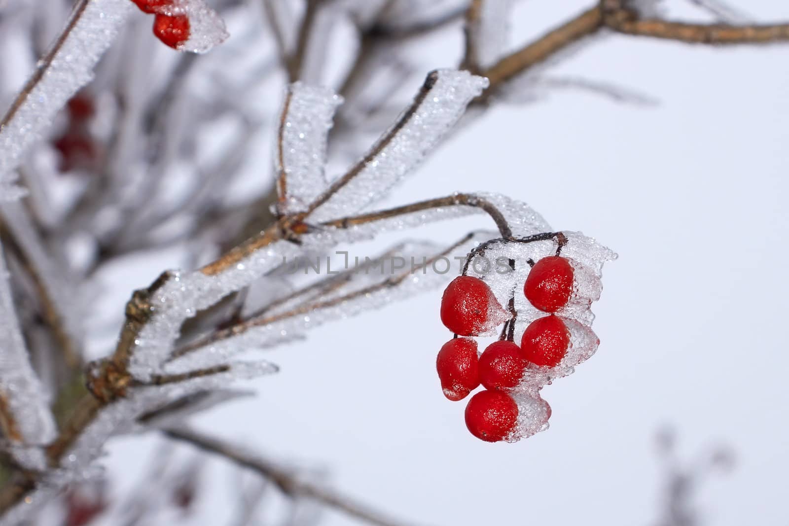 Red Guelder Rose berries covered with hoarfrost by qiiip