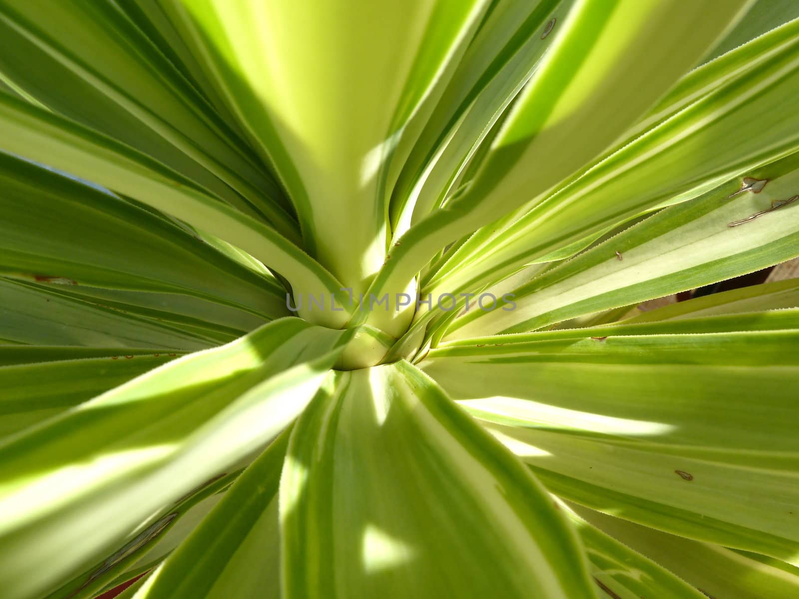 bright green leaves as a background