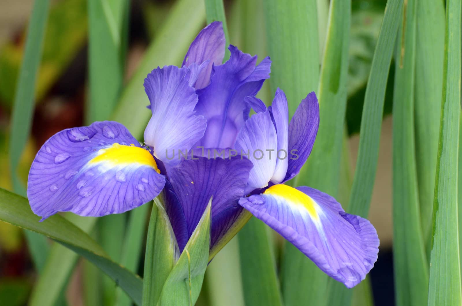 A beautiful blue flower named Iris