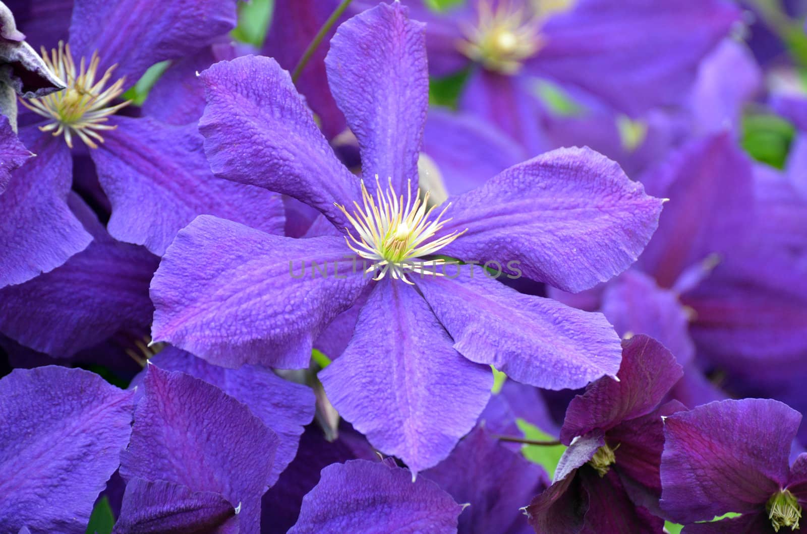 Clematis