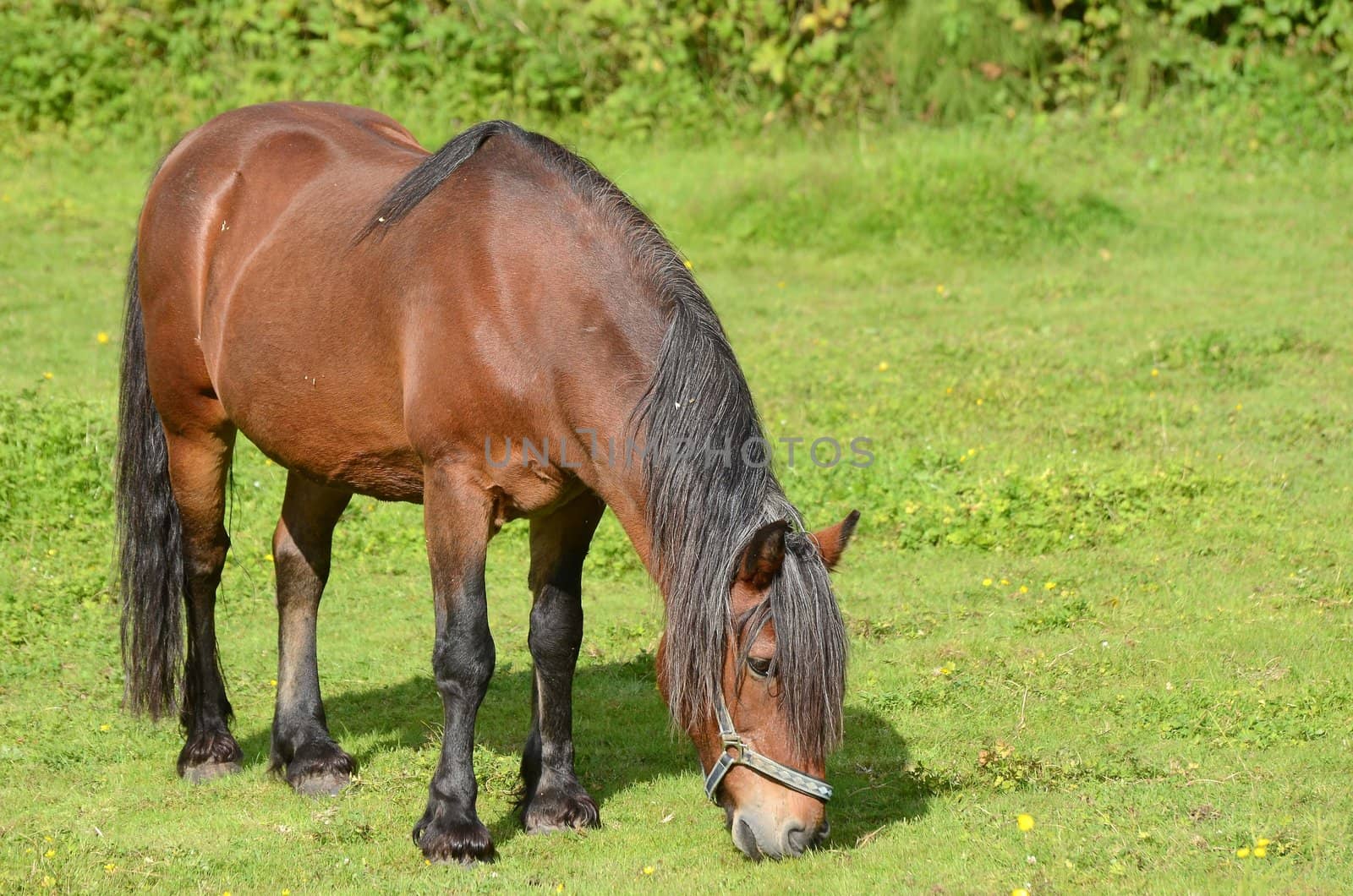 A Brown horse grazing in a meadow