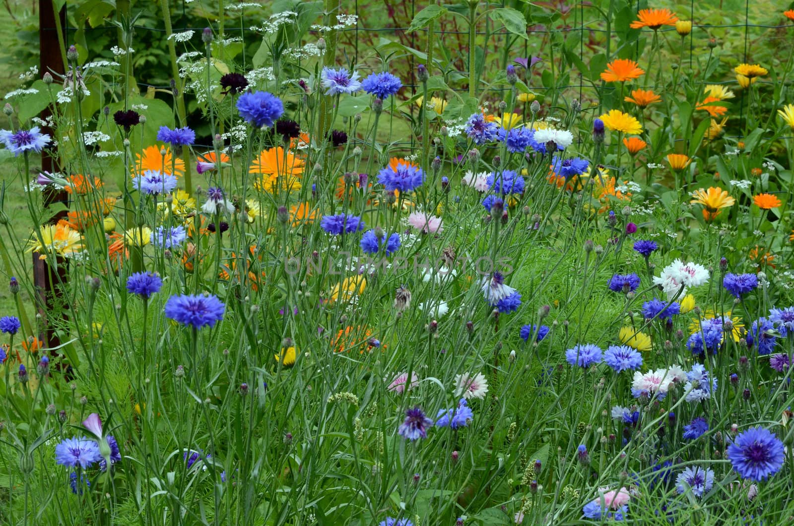 Cornflower and ring flowers in a summer meadow