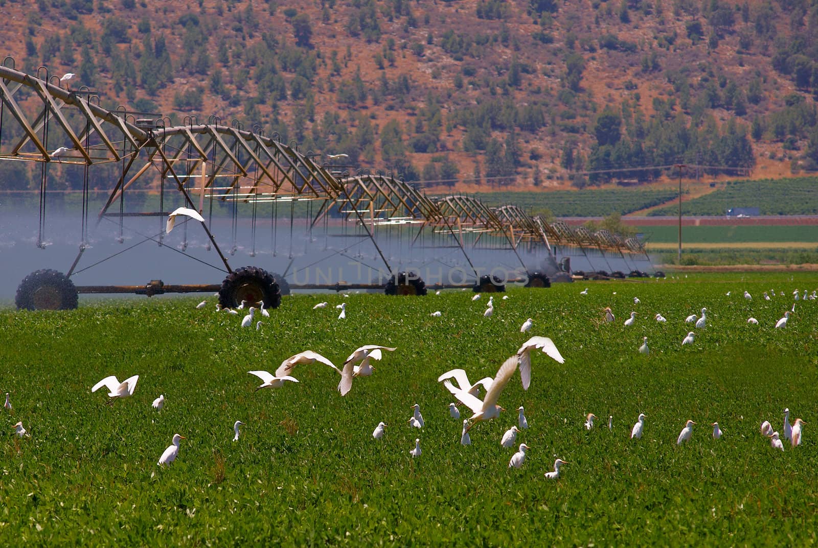 Consolidated Irrigation of the field. A flock of migratory birds in the field.