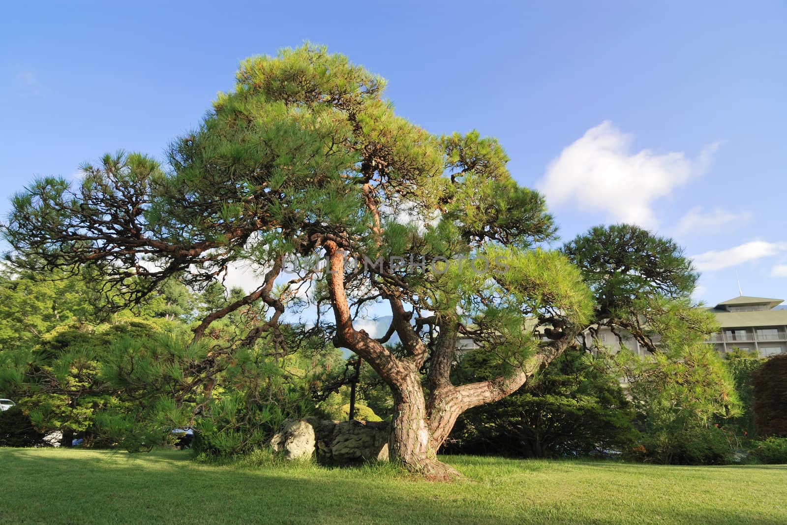 big spreading Japanese pine tree on the green lawn at bright summer day