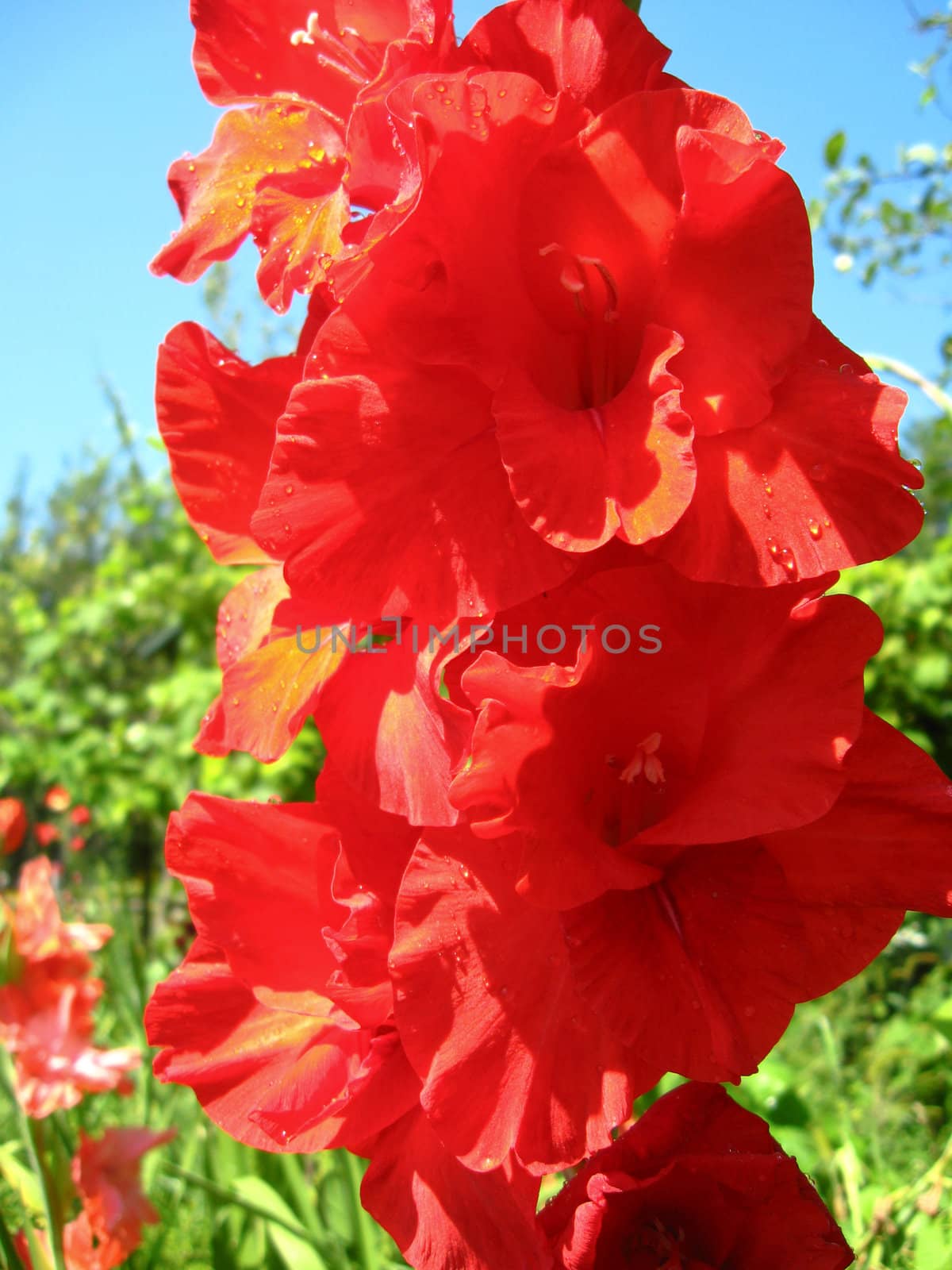 a beautiful and bright flower of red gladiolus