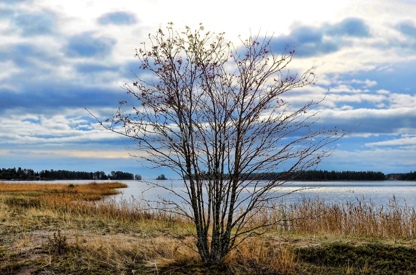 A tree in the archipelago, which has lost all leaves in the autumn time