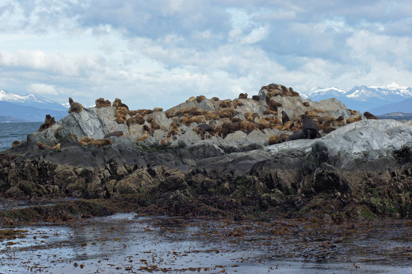 Sea lions colony within the Beagle Channel, Ushuaia, Argentina