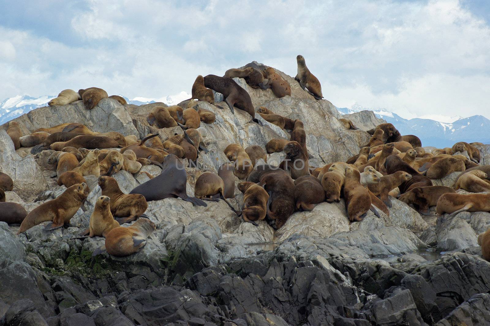 Sea lions colony, Beagle Channel, Argentina by alfotokunst