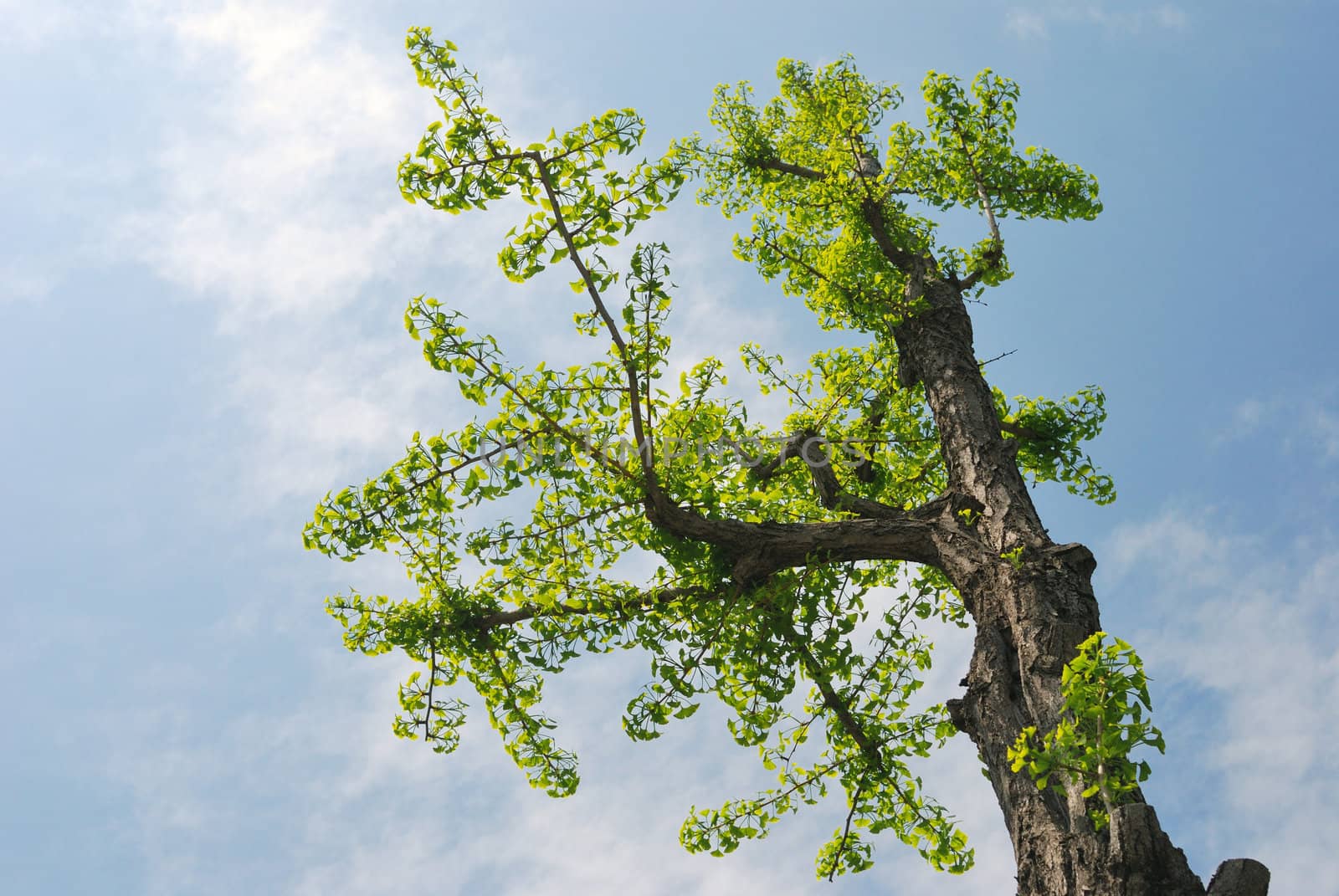 fresh green ginkgo tree over blue sky at spring time