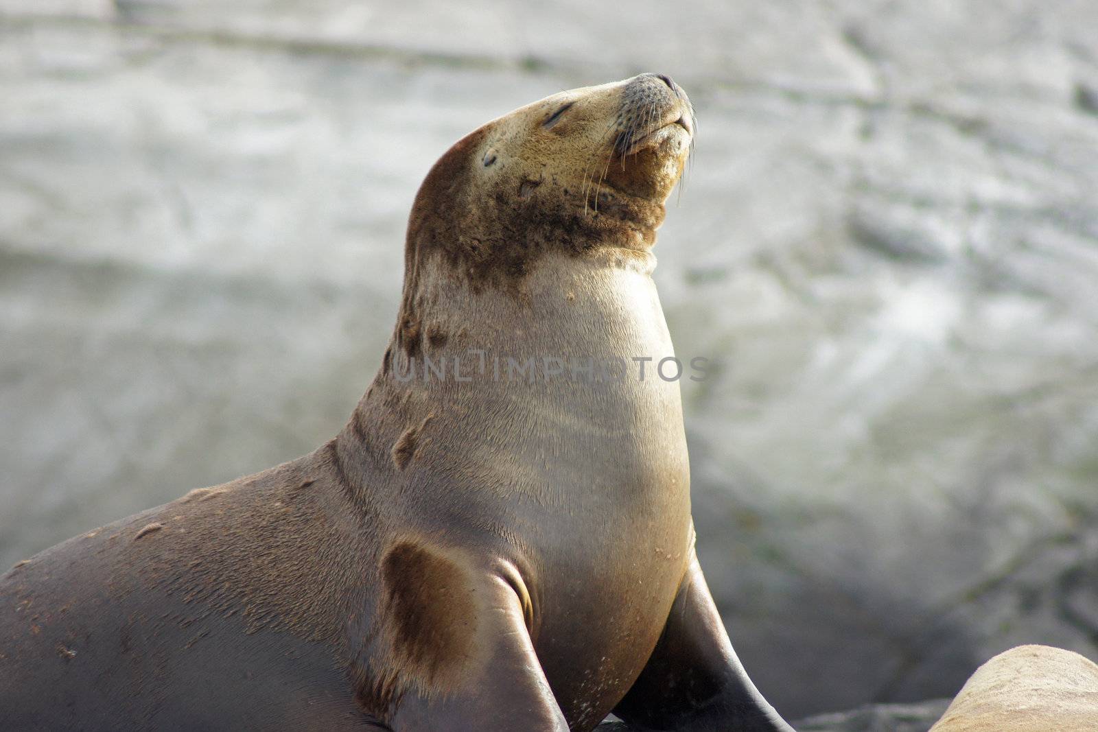 Sea lions colony, Beagle Channel, Argentina by alfotokunst