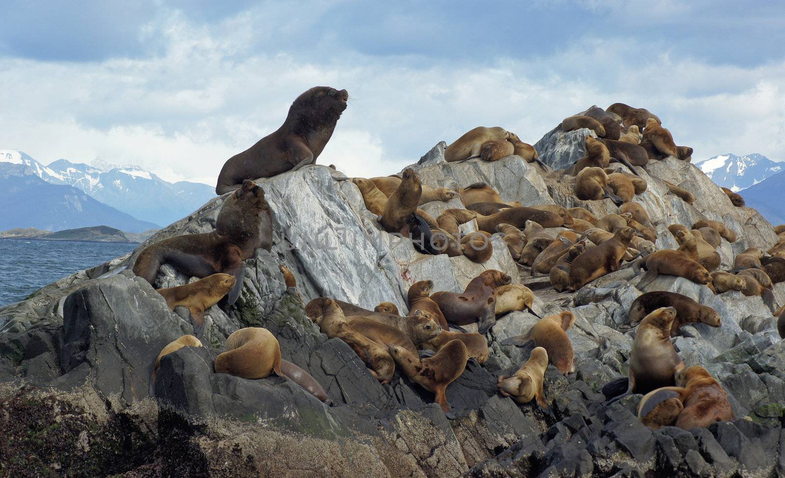 Sea lions colony, Beagle Channel, Argentina by alfotokunst