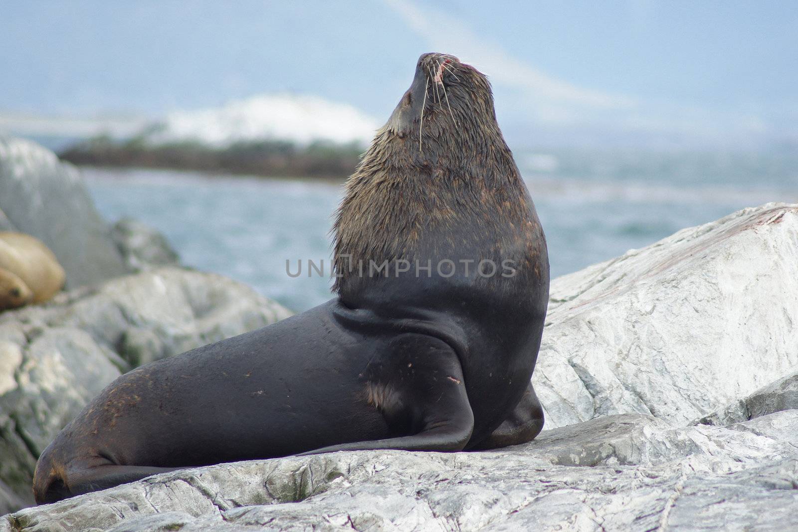 Sea lions colony, Beagle Channel, Argentina by alfotokunst