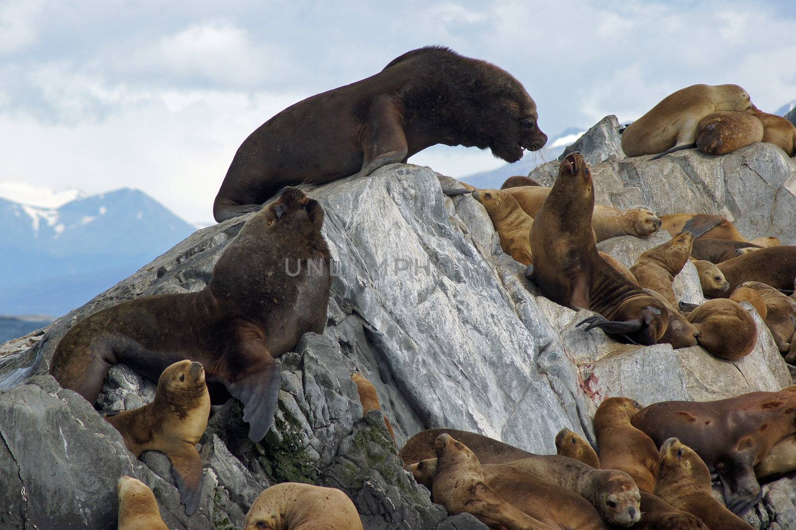 Sea lions colony, Beagle Channel, Argentina by alfotokunst