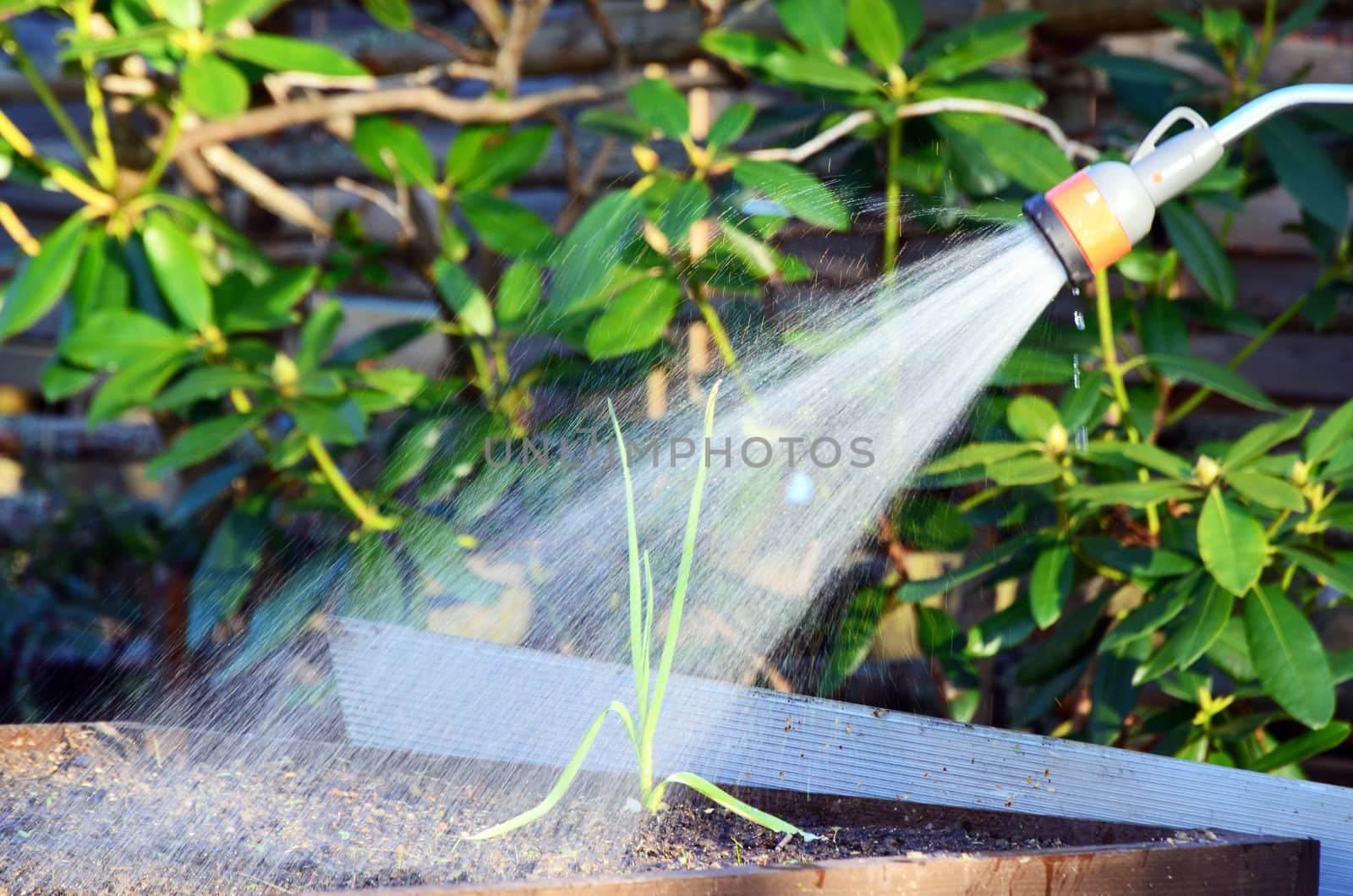 Irrigation of one plant in the garden