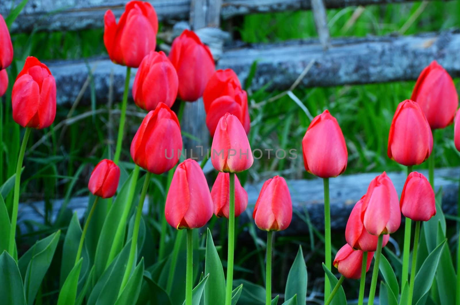 Red tulips in a garden