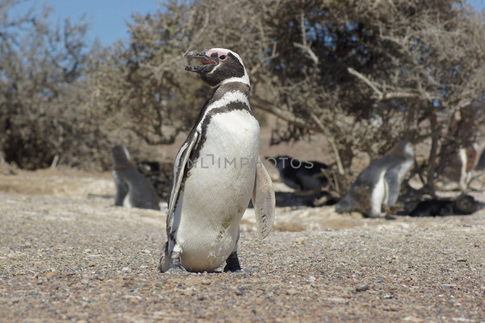 Magellanic Penguin, Punta Tombo, Argentina by alfotokunst