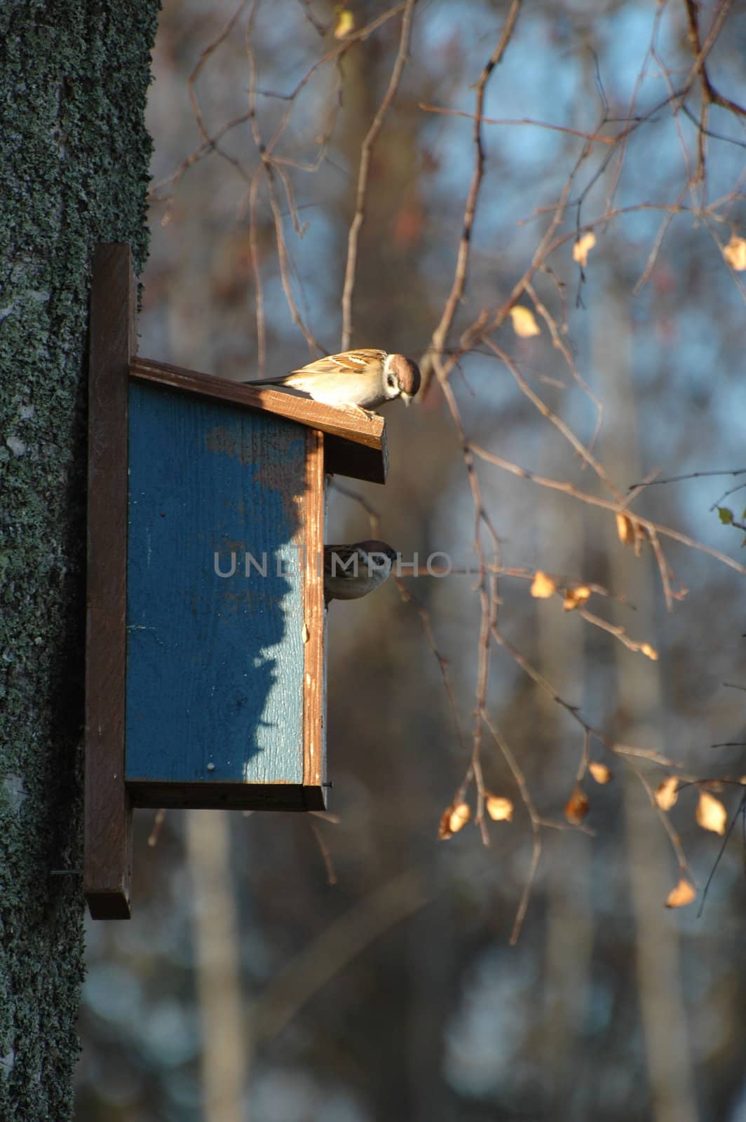 Two little birds sitting on a nest box