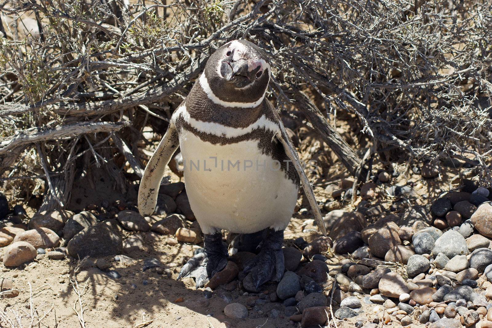 Magellanic Penguin colony of Punta Tombo, one of the largest in the world, Patagonia, Argentina