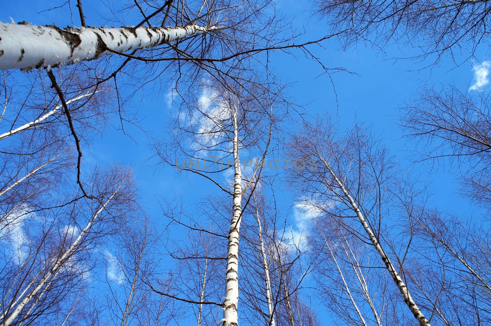 Birch Trunks by ljusnan69