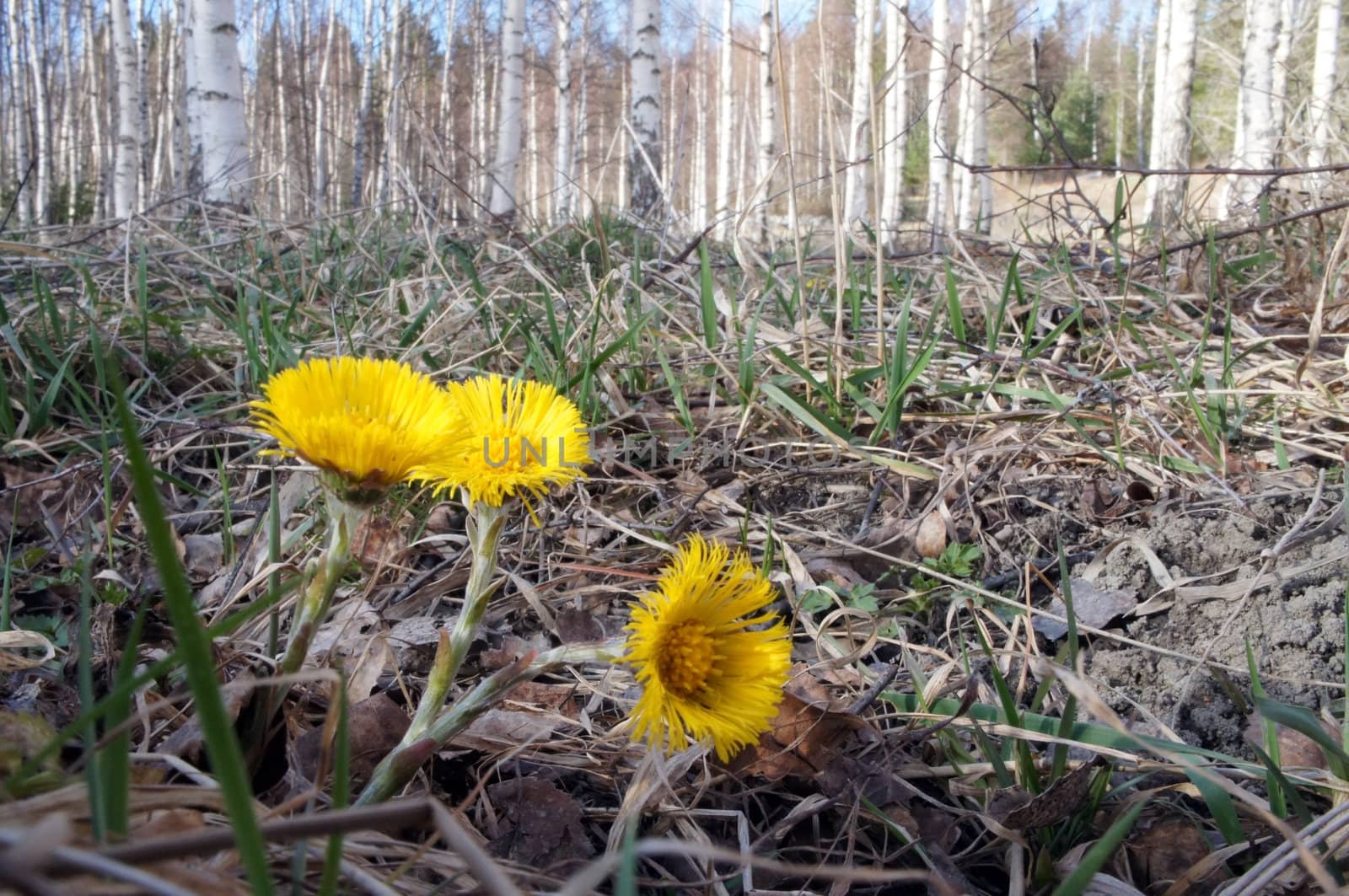 A yellow flower that comes up early on in the spring and is called Coltsfot