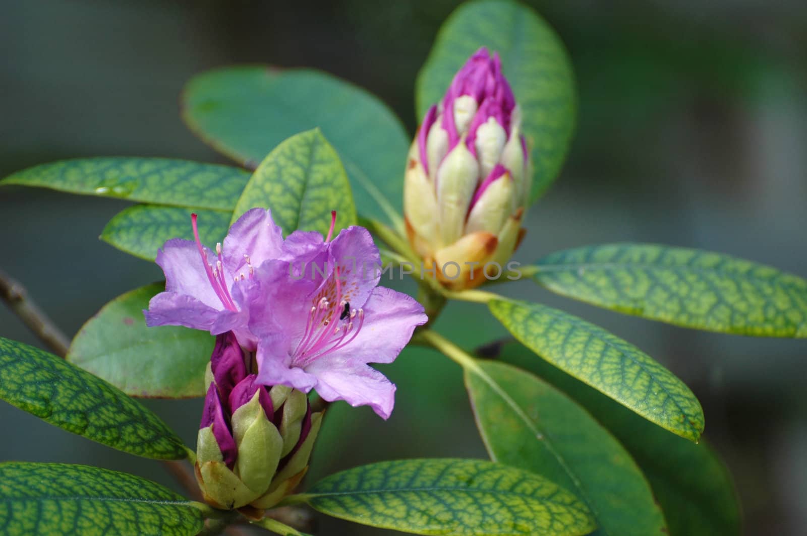 Rhododendron by ljusnan69