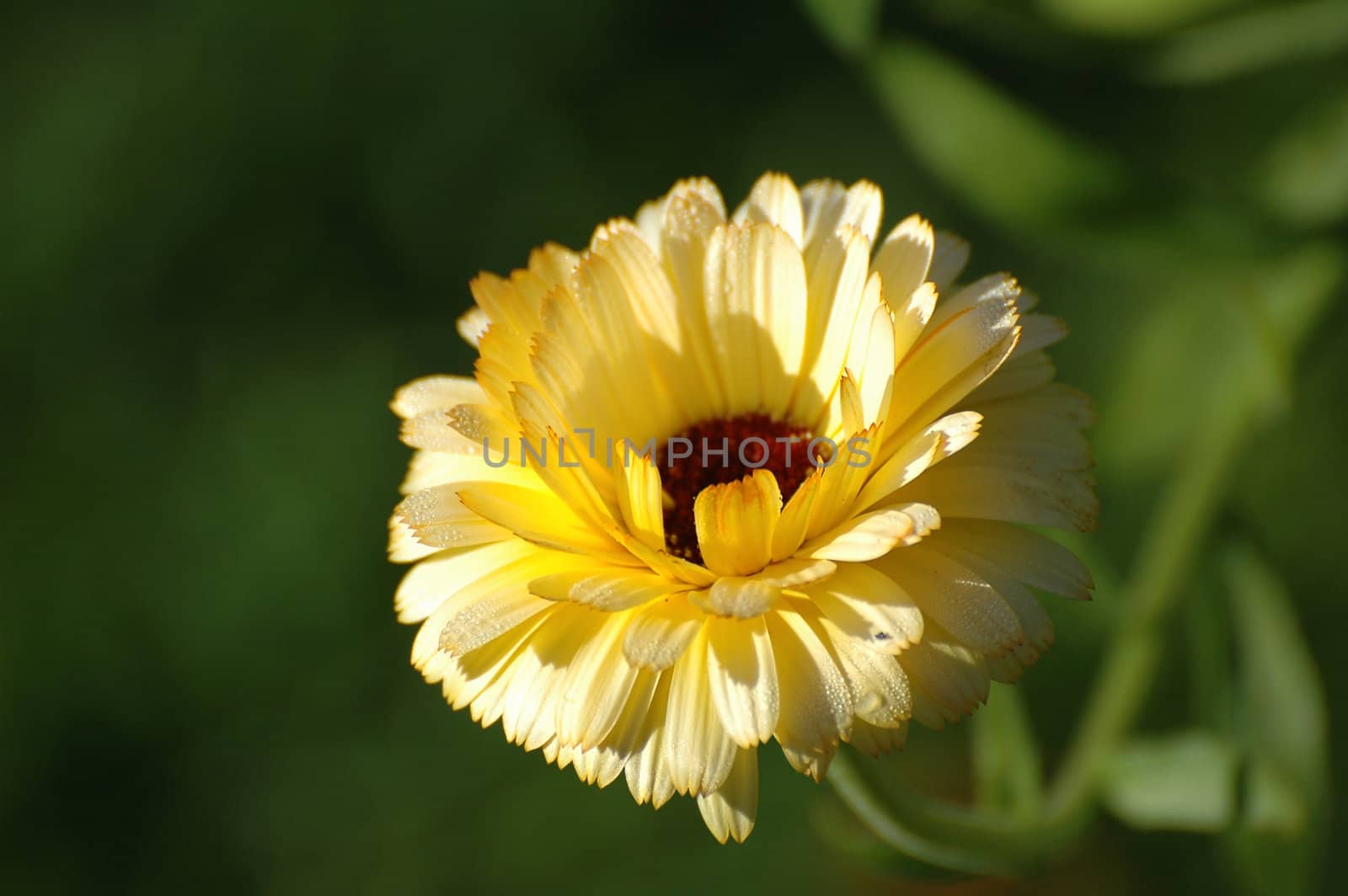 A flower called Marigold
